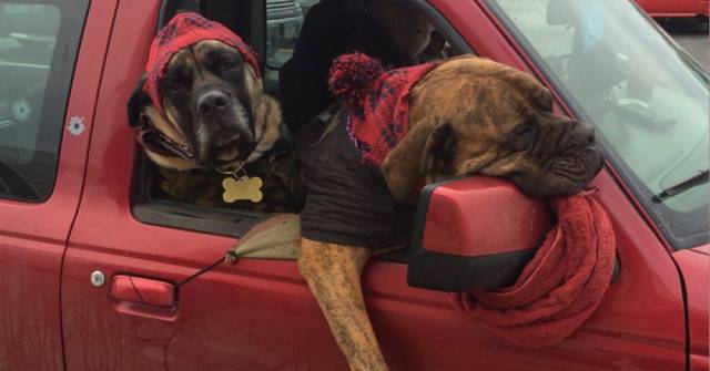 daily picdump weekend edition 74 pics 29.html - 74 HD Photos | Premium Gallery 2017