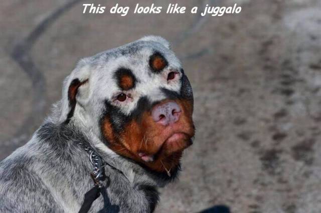 daily picdump weekend edition 74 pics 29.html - 74 HD Photos | Premium Gallery 2017