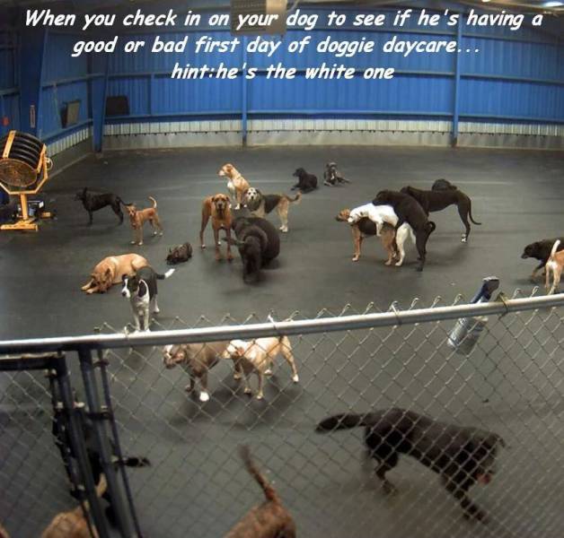 daily picdump weekend edition 74 pics 29.html - 74 HD Photos | Premium Gallery 2017