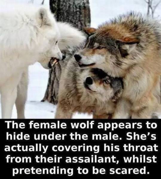 daily picdump weekend edition 74 pics 29.html - 74 HD Photos | Premium Gallery 2017