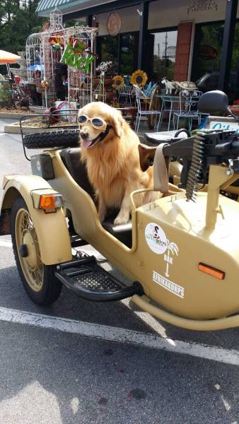 daily picdump 94 pics 2.html - 94 HD Photos | Premium Gallery 2017