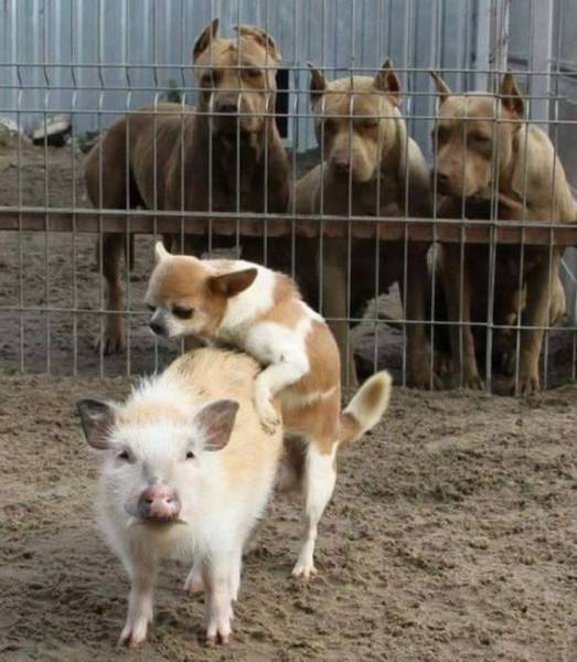 daily picdump 102 pics 8.html - 102 HD Photos | Premium Gallery 2017