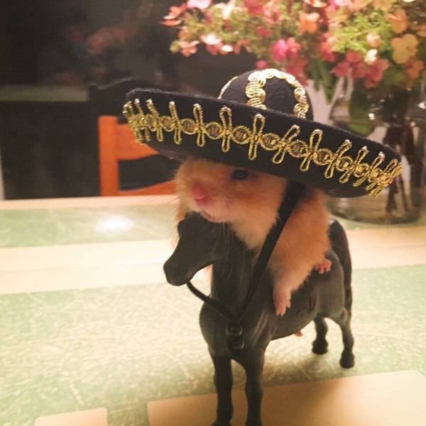 daily picdump weekend edition 51 pics 21.html - 51 HD Photos | Premium Gallery 2017