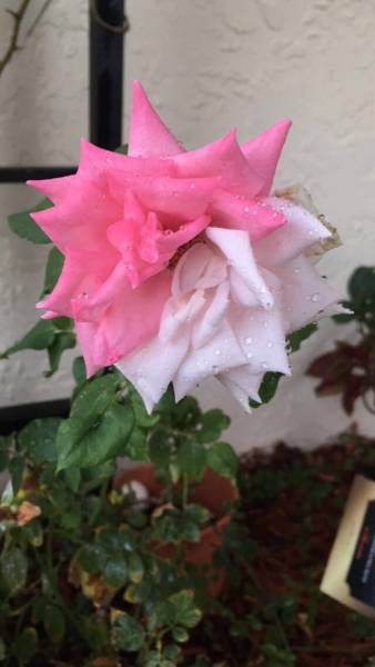 morning picdump 52 pics 14.html - 52 HD Photos | Premium Gallery 2017