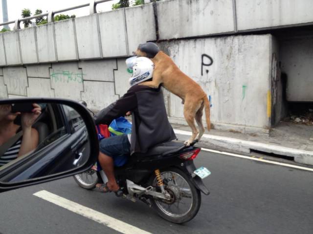 Daily Picdump
