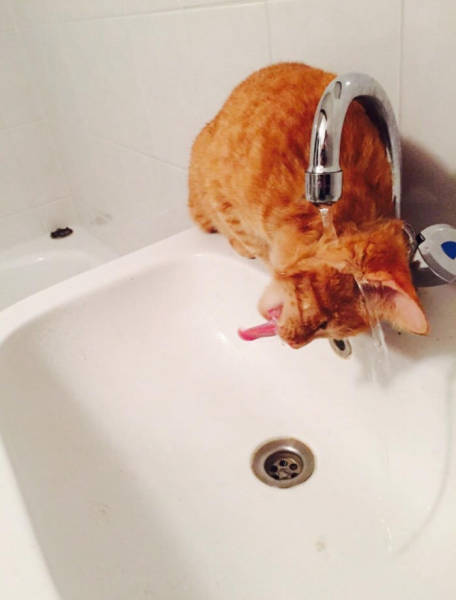 Funny Picdump
