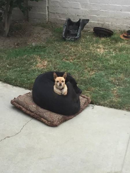 Daily Picdump