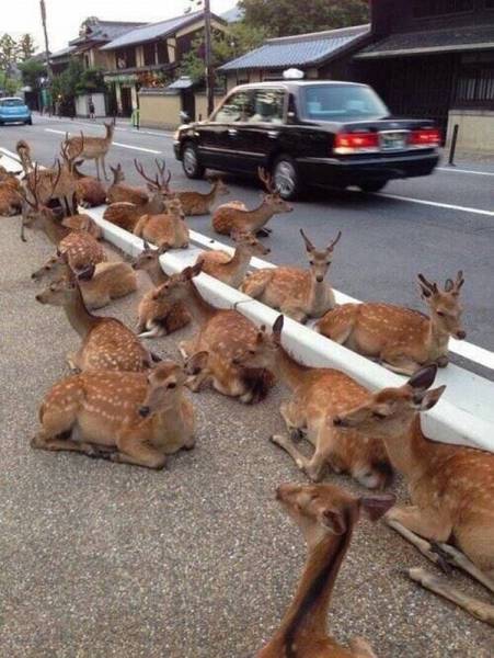 daily picdump 97 pics 29.html - 97 HD Photos | Premium Gallery 2017