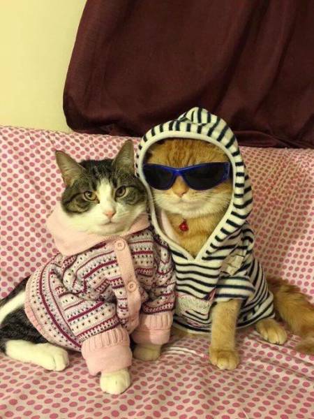 daily picdump 102 pics 4.html - 102 HD Photos | Premium Gallery 2017