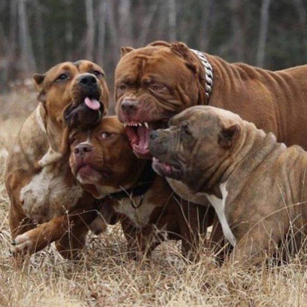 Daily Picdump