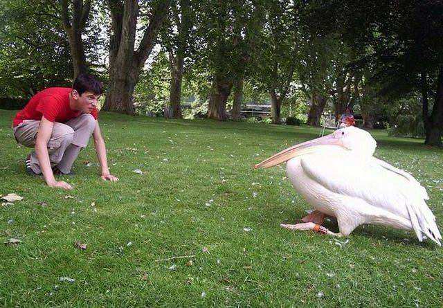 daily picdump 98 pics 35.html - 98 HD Photos | Premium Gallery 2017