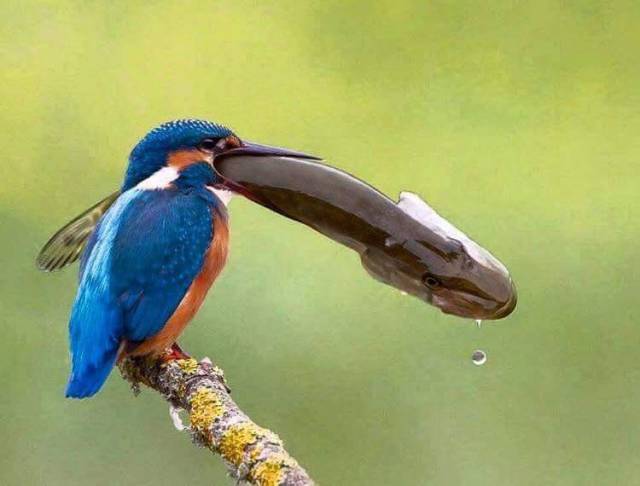 Daily Picdump