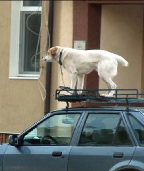 daily picdump 95 pics 40.html - 95 HD Photos | Premium Gallery 2017