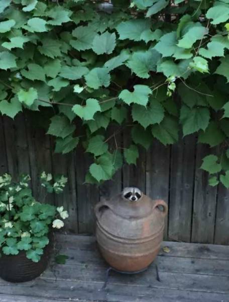 daily picdump 96 pics 41.html - 96 HD Photos | Premium Gallery 2017