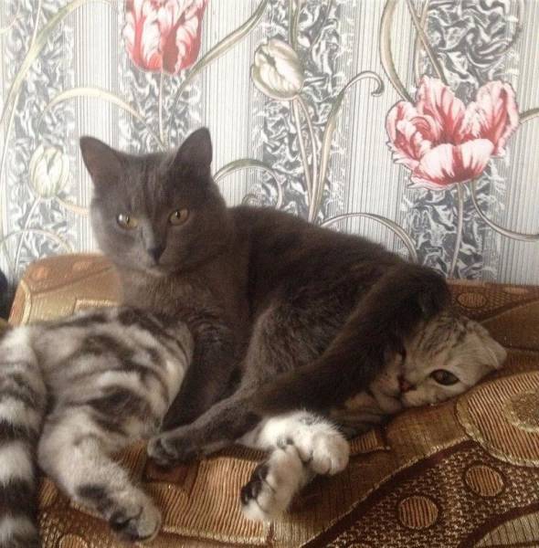 daily picdump 103 pics 41.html - 103 HD Photos | Premium Gallery 2017