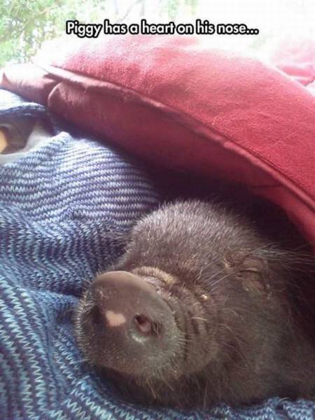 daily picdump 102 pics 50.html - 102 HD Photos | Premium Gallery 2017