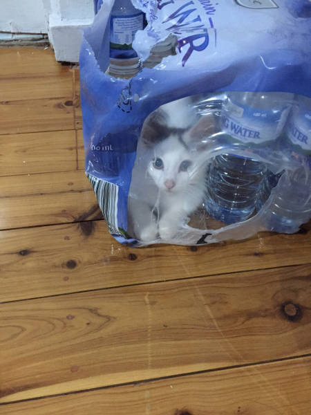 daily picdump weekend edition 52 pics 6.html - 52 HD Photos | Premium Gallery 2017