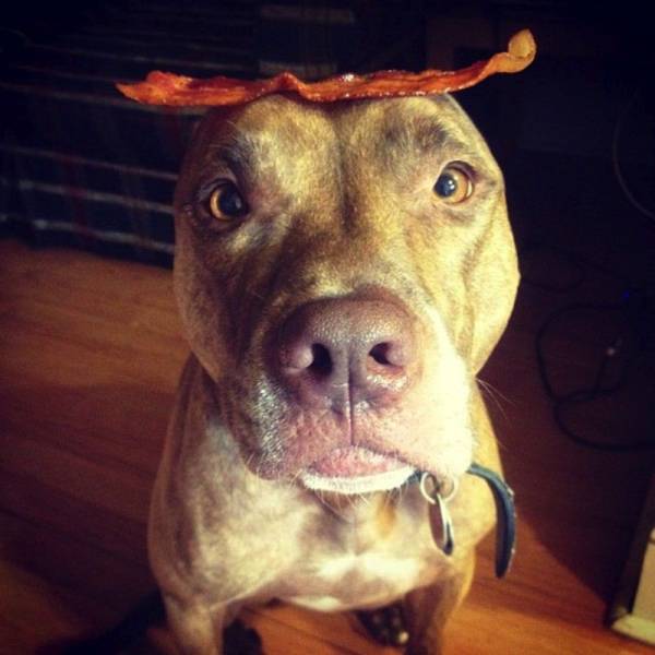 daily picdump 100 pics 10.html - 100 HD Photos | Premium Gallery 2017