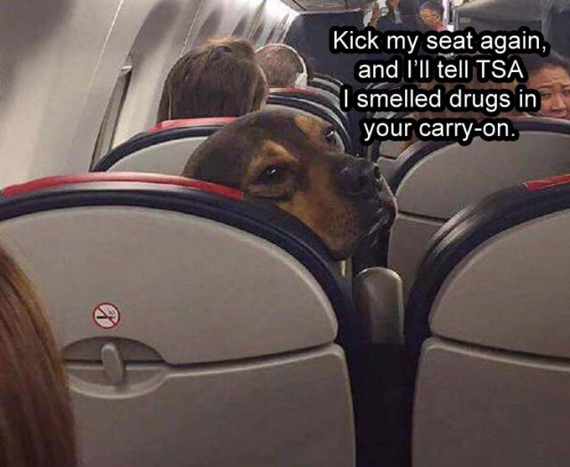 funny picdump 51 pics 25.html - 51 HD Photos | Premium Gallery 2017