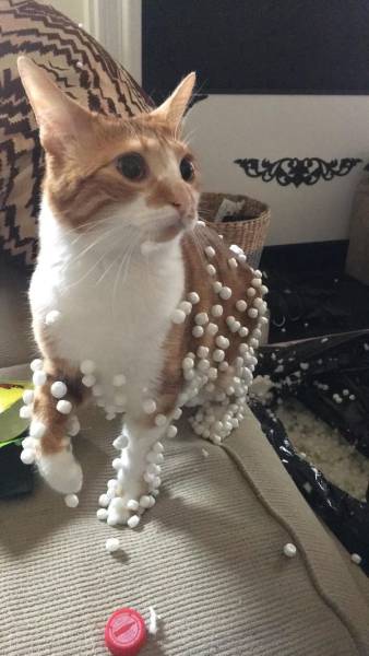 Morning Picdump