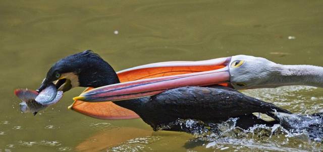 daily picdump 100 pics 25.html - 100 HD Photos | Premium Gallery 2017