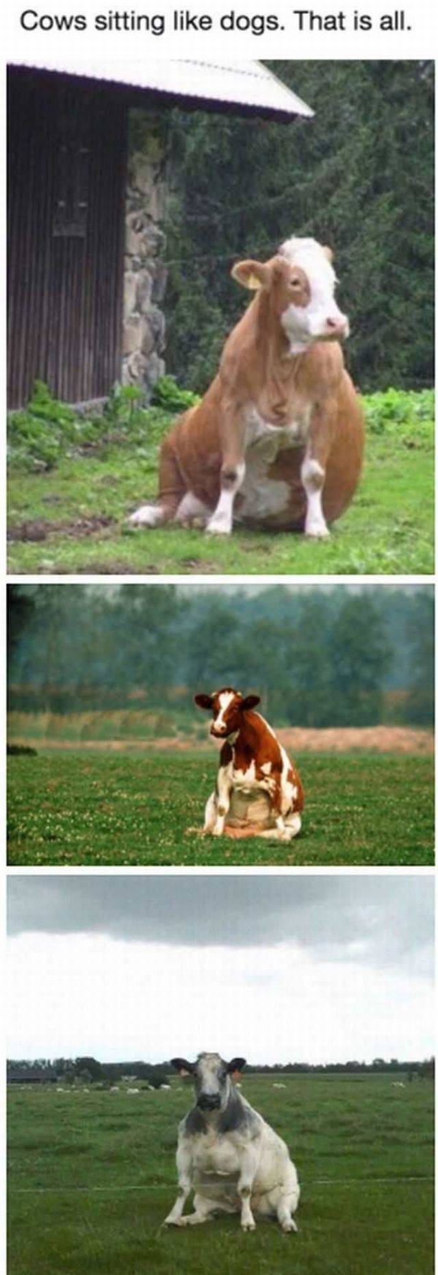 daily picdump 100 pics 25.html - 100 HD Photos | Premium Gallery 2017