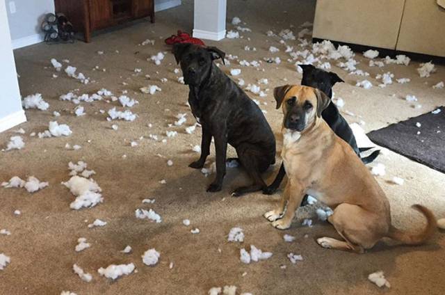 daily picdump 100 pics 4.html - 100 HD Photos | Premium Gallery 2017