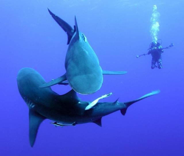 daily picdump 97 pics 29.html - 97 HD Photos | Premium Gallery 2017