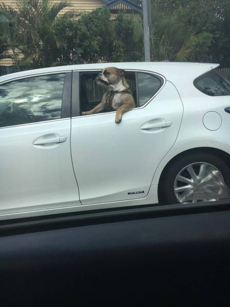 daily picdump weekend edition 55 pics 4.html - 55 HD Photos | Premium Gallery 2017