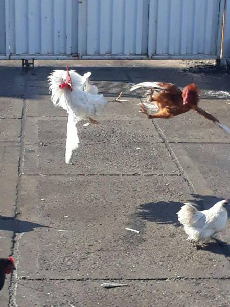 daily picdump 92 pics 33.html - 92 HD Photos | Premium Gallery 2017