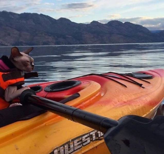 daily picdump 95 pics 35.html - 95 HD Photos | Premium Gallery 2017