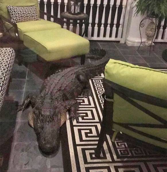 daily picdump 97 pics 26.html - 97 HD Photos | Premium Gallery 2017