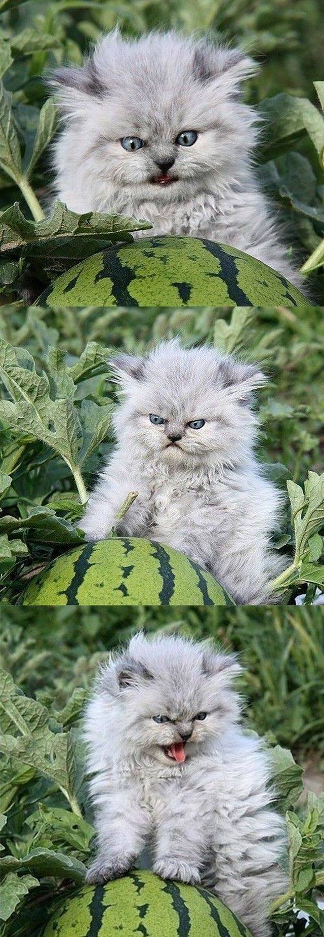 daily picdump 104 pics 12.html - 104 HD Photos | Premium Gallery 2017