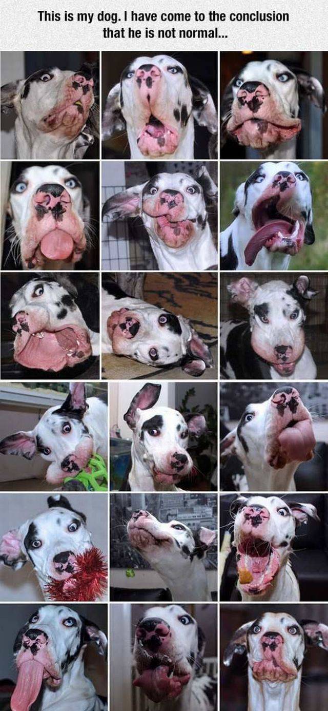 daily picdump 106 pics 51.html - 106 HD Photos | Premium Gallery 2017