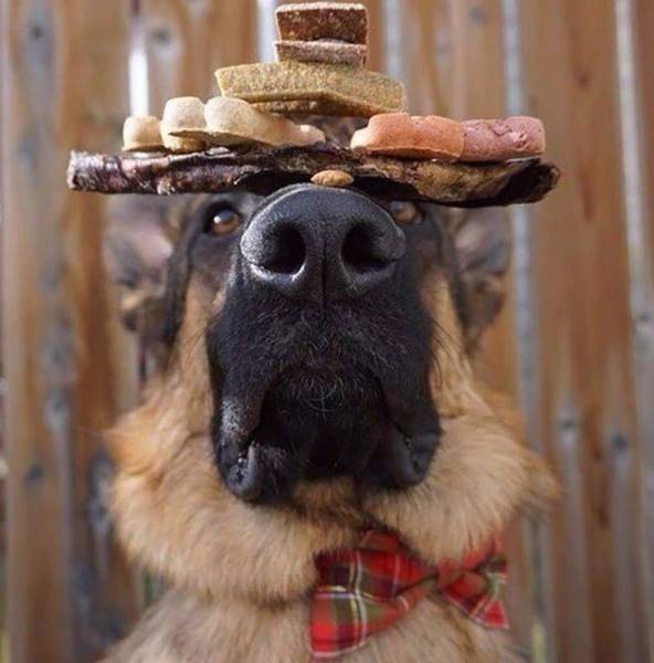 daily picdump 97 pics 2.html - 97 HD Photos | Premium Gallery 2017