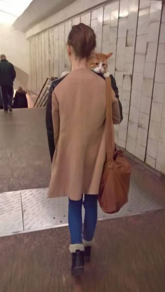 daily picdump 97 pics 2.html - 97 HD Photos | Premium Gallery 2017