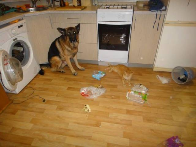 daily picdump 95 pics 41.html - 95 HD Photos | Premium Gallery 2017