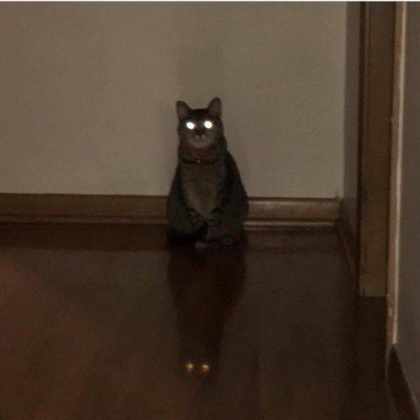 daily picdump 95 pics 41.html - 95 HD Photos | Premium Gallery 2017