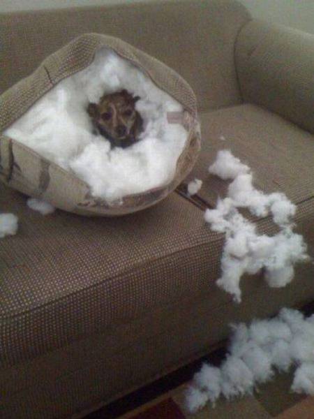 Daily Picdump