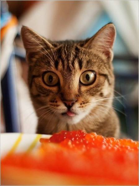 daily picdump 101 pics 18.html - 101 HD Photos | Premium Gallery 2017