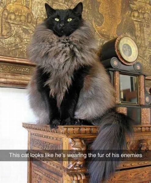 Daily Picdump