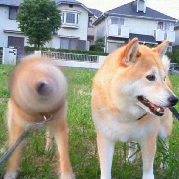 Daily Picdump