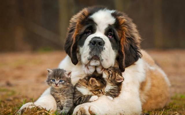 daily picdump 97 pics 46.html - 97 HD Photos | Premium Gallery 2017