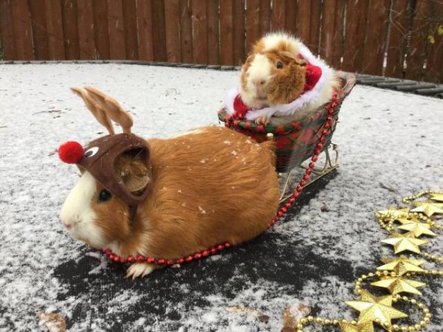 Morning Picdump