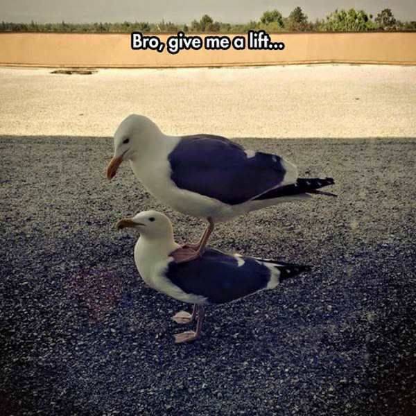 daily picdump 98 pics 42.html - 98 HD Photos | Premium Gallery 2017