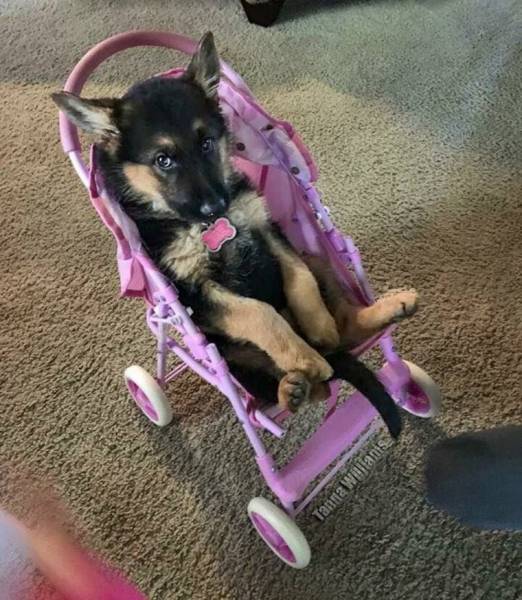 daily picdump 98 pics 42.html - 98 HD Photos | Premium Gallery 2017