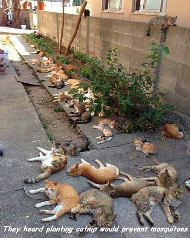 daily picdump 98 pics 42.html - 98 HD Photos | Premium Gallery 2017