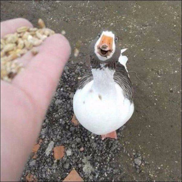 daily picdump 97 pics 29.html - 97 HD Photos | Premium Gallery 2017