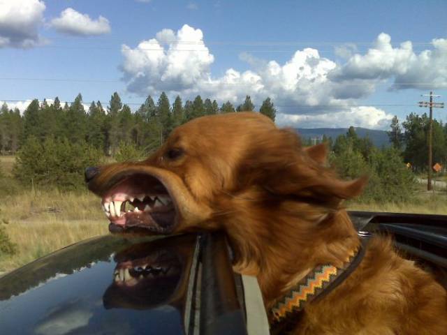 daily picdump weekend edition 59 pics 9.html - 59 HD Photos | Premium Gallery 2017