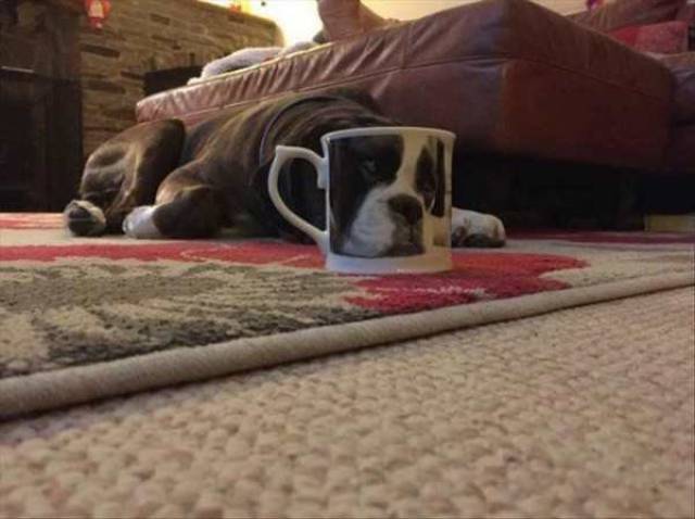 daily picdump weekend edition 59 pics 9.html - 59 HD Photos | Premium Gallery 2017